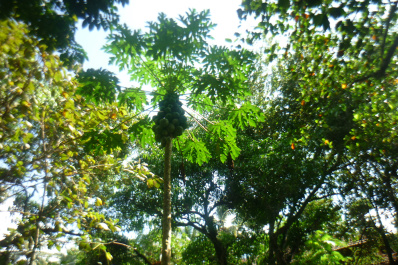 photo 260862