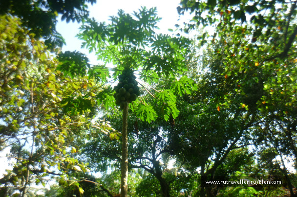 photo 260862