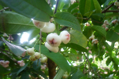 photo 260863
