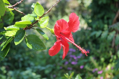 photo 829041