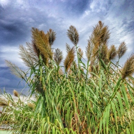 photo 1146674