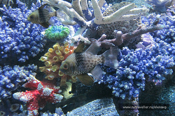 photo 315751