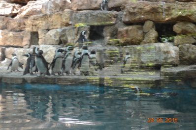photo 1171483