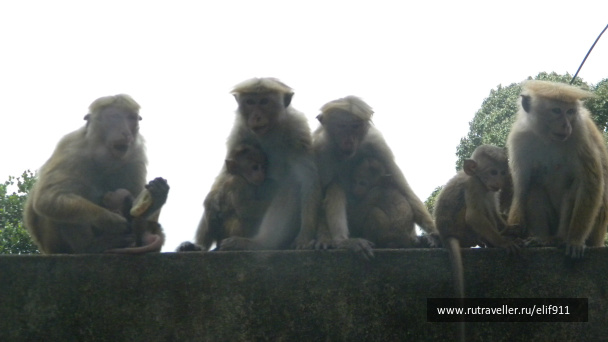 photo 170484