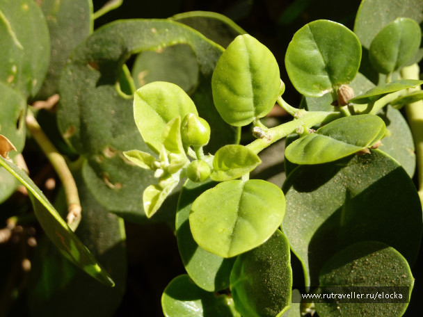 photo 672211