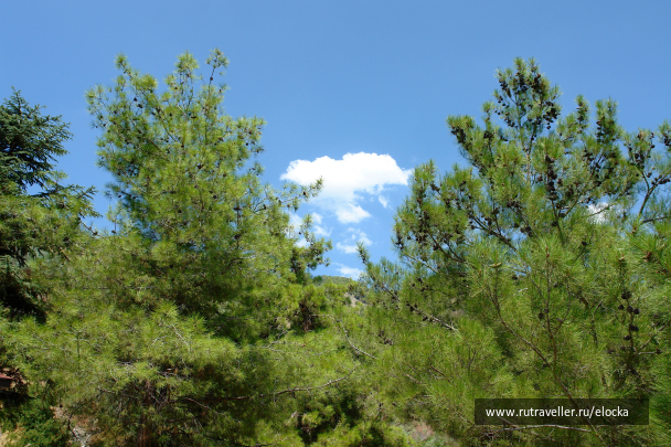 photo 1126988