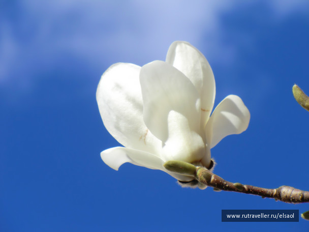 photo 299428