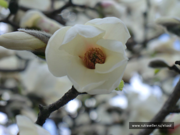 photo 299429