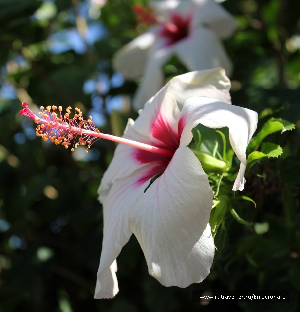 photo 778565