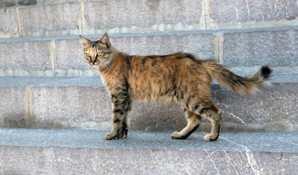 Кошки Монастыря Панормитис