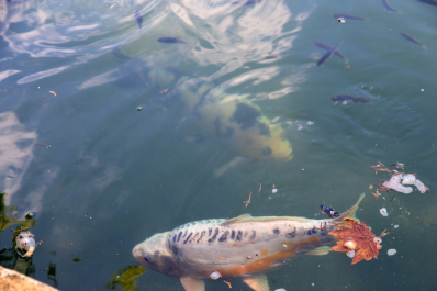 photo 1537474