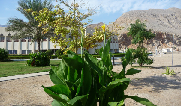 Оман, отель Golden Tulip Resort