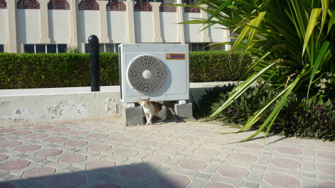 photo 219582