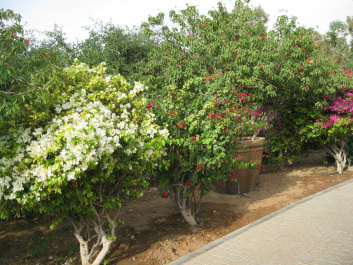 photo 266459