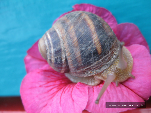 photo 472491