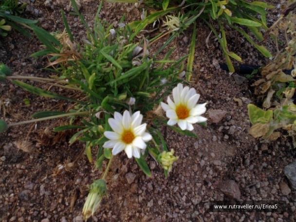 photo 331482