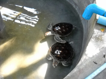 photo 1250055