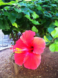 photo 264636