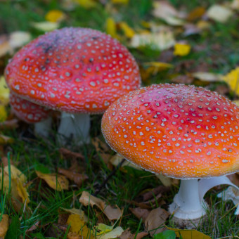Миккели, Финляндия