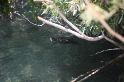 photo 523263