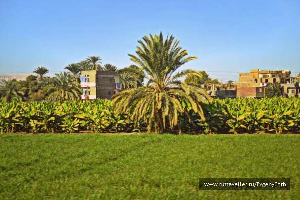 photo 259782