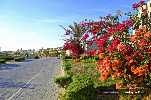 photo 259827
