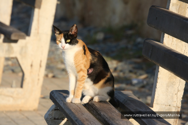 photo 498737