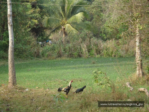 photo 899518