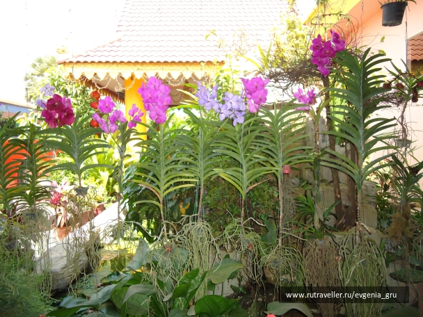 photo 899521