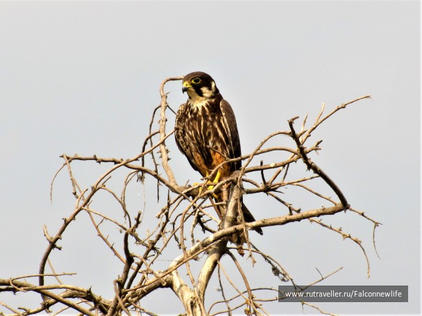 photo 1563147