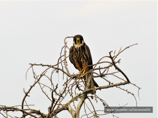 photo 1563148