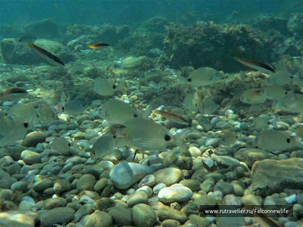 photo 1563162