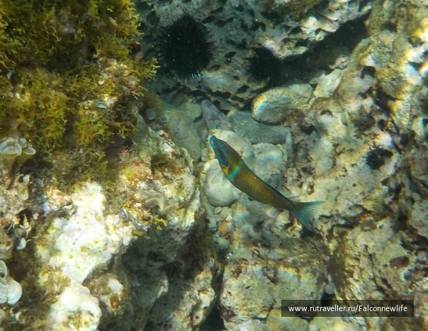photo 1563176
