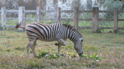 photo 646807