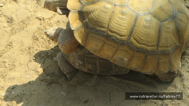 photo 612789