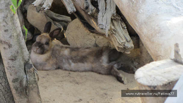 photo 635292