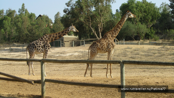 photo 635294