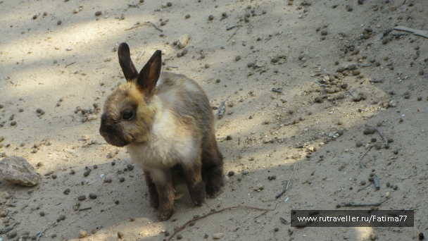 photo 635308