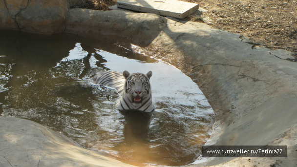 photo 635311