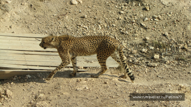 photo 635313