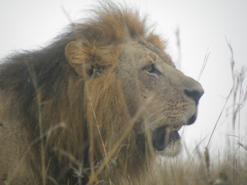 photo 500549