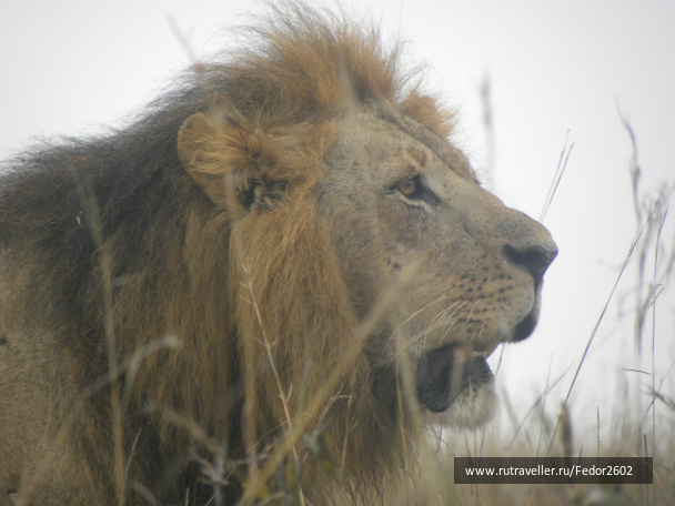 photo 500549