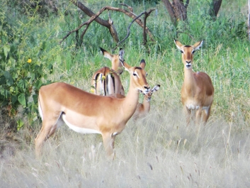 photo 642068