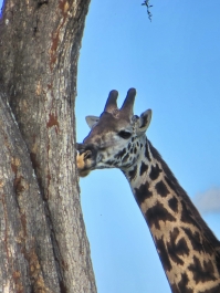 photo 642070