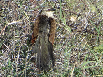 photo 642508