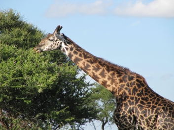 photo 642513