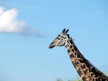 photo 642514