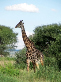 photo 642515