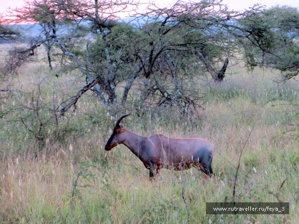 photo 964424