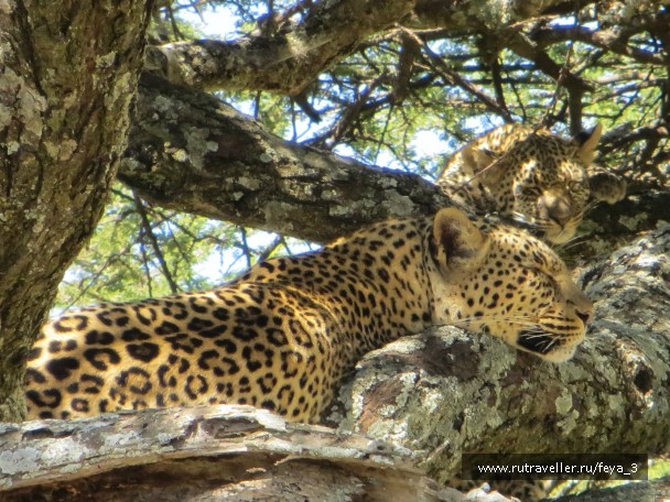 photo 965206